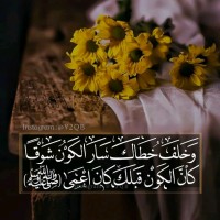 محمد شامي