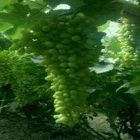 马洪福