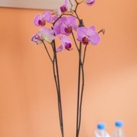 Рита Гончарова