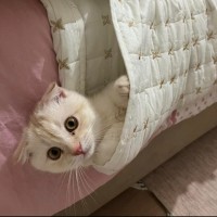 My Meow Planet