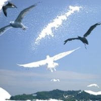 Theofylaktos Salonidis