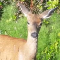 Kami Tilton