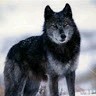 Alpha Wolf