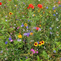 Margriet De Heer