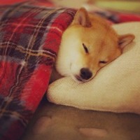 齐鲁桐