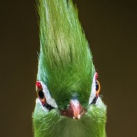 Mehdi Agha Mohammadi