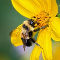 Bumble Bee
