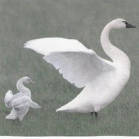 Bellamkonda Naresh Kumar