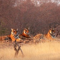 Ranthambhore park