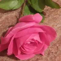 العلم نور