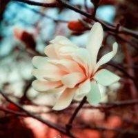 张晓鑫