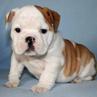 Bruno Bruno