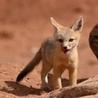 Outfox Campanhas