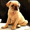 Pugtastic Lily