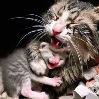 Islam Sayed II  Support  🇵🇸