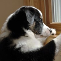 Vova Bobik