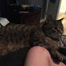 Jacob Cat Jp