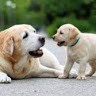 Pets Planet