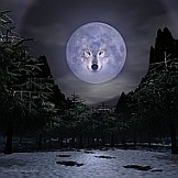 Timber Wolf