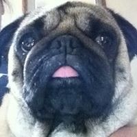 Logan Rhind