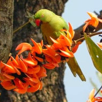 Palash Karuri