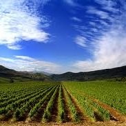 Crops Network