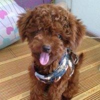 任鸿泽