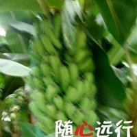 林一叶