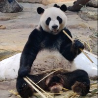 吴长权