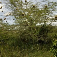 Ayub Mmbasu