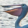 Pelican _