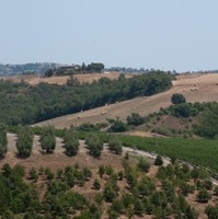 Raniero Ovidi