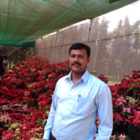 Anwar N S