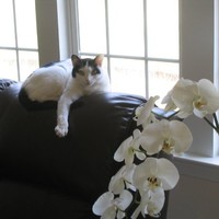 Sammy Bee