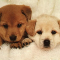 maria khomotso galane