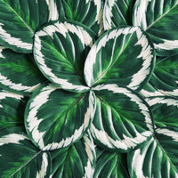 Calathea Pharma
