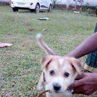 Durgabhavani Sampathi