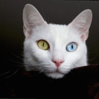 Sibel Thecat