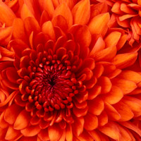 محمد عبدالله