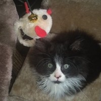 Katt Moore