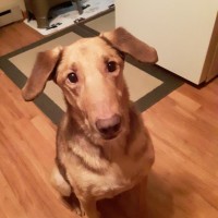 David Mitcheltree Jr