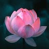Lakshmi .P