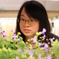 Xin Tong