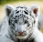 Sangeetha G Sangeetha G