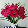 Ajay Dixit