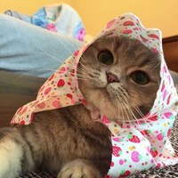 沈莹莹
