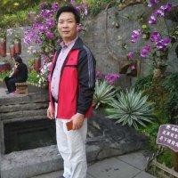 杨叶中