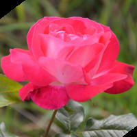 Vijayalakshmi Subramanyam