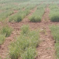 Mohguen Fatima zohra