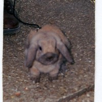 Flopsy Hopsy